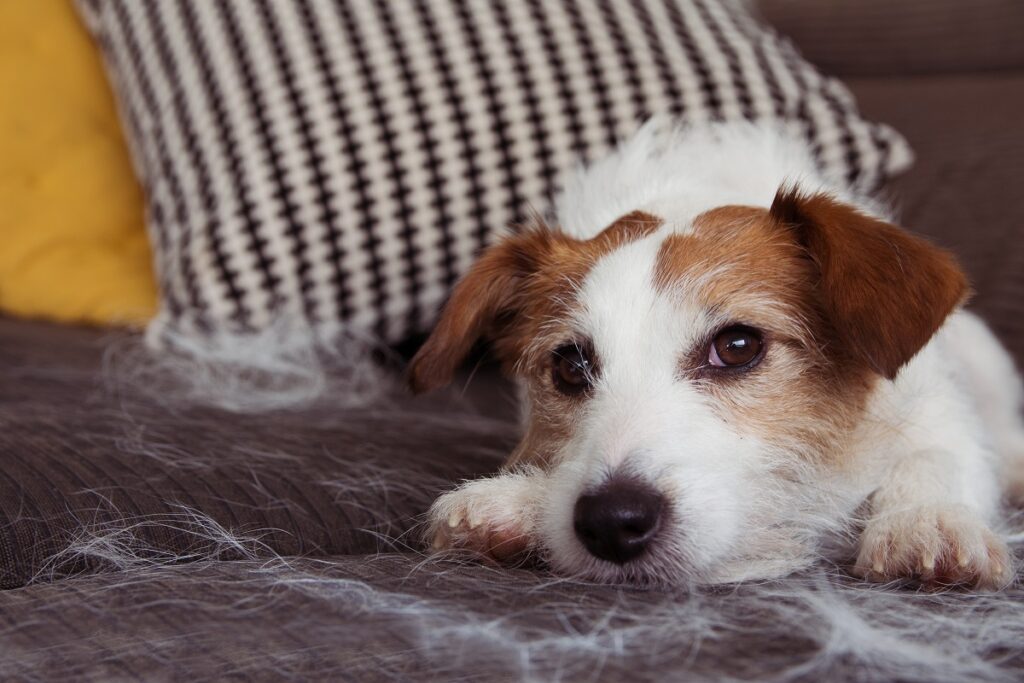 Poils de chien sur le canapé : comment les enlever