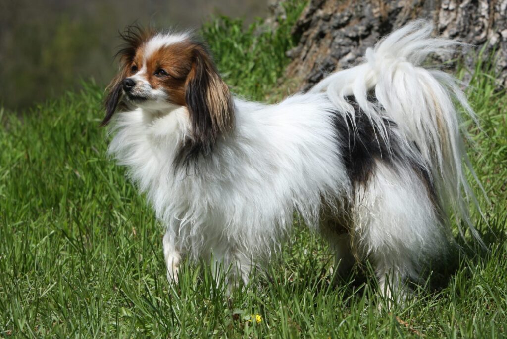 Tout comme l'Épagneul nain continental papillon, le Phalène a des oreilles particulières