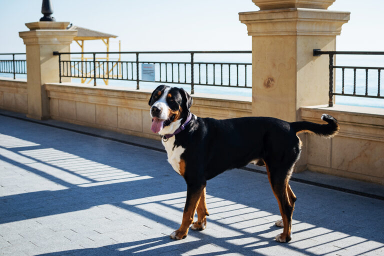 Le Grand bouvier suisse est un chien massif de haute taille