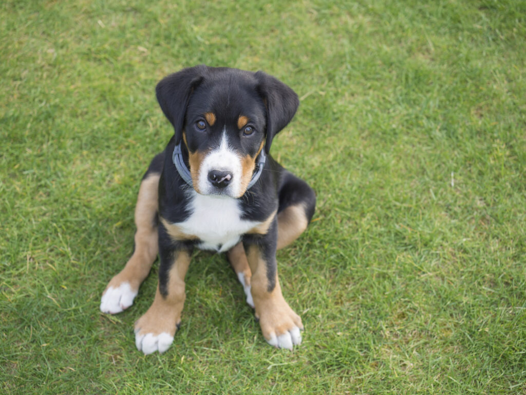 Un jeune Grand bouvier suisse