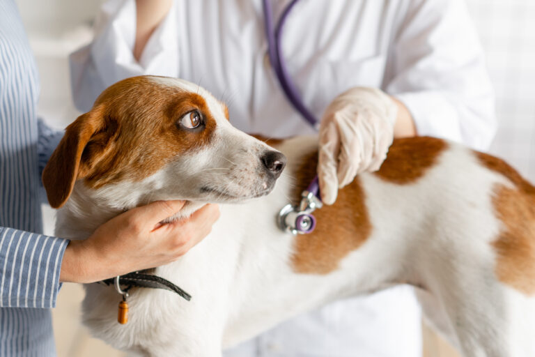 Avec un stéthoscope, le vétérinaire détecte les symptômes d'une insuffisance cardiaque du chien