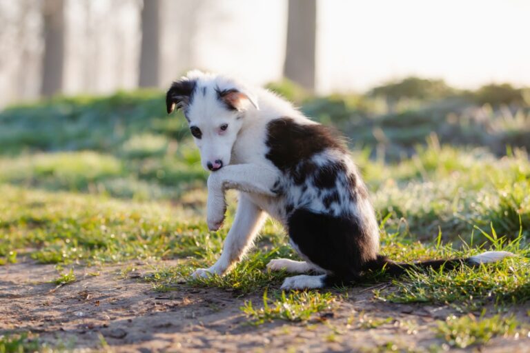 Un jeune chien a des symptômes de pododermatite