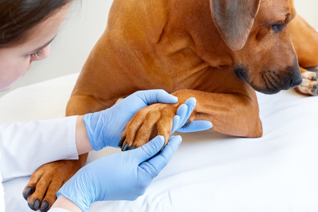 Le vétérinaire examine un chien atteint de pododermatite