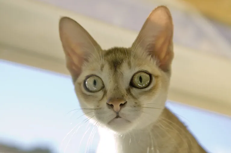 Un chat de race Singapura