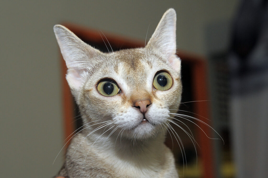 Portrait d'un chat Singapura