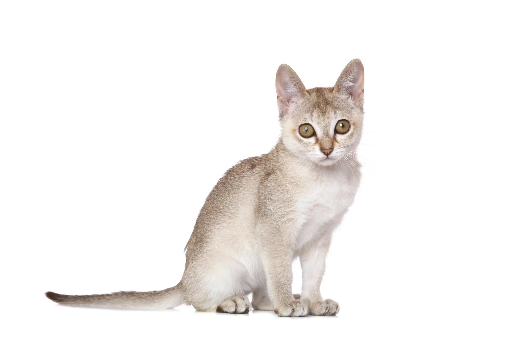 Un chaton Singapura