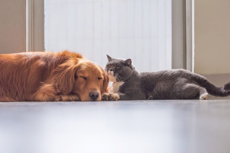 un chien et un chat souffrant de toxoplasmose