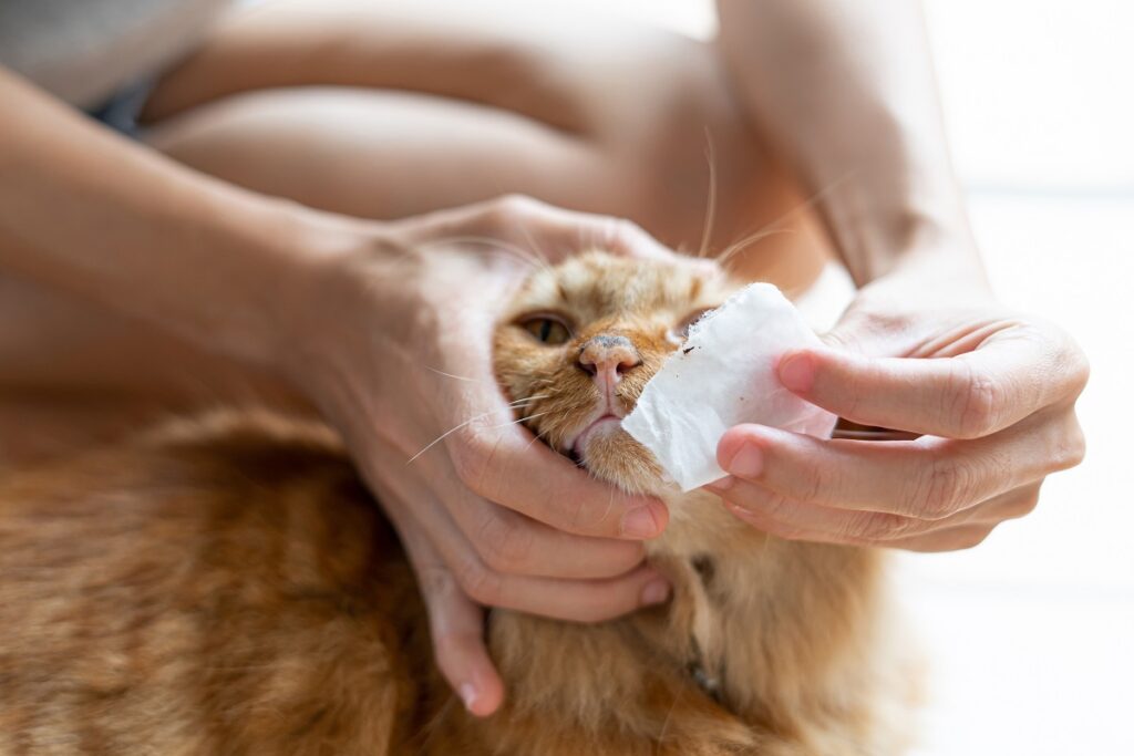 chat à la truffe sèche se la faisant nettoyer par son propriétaire