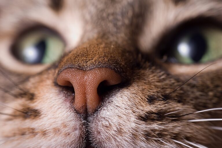 truffe sèche d'un chat vue de près