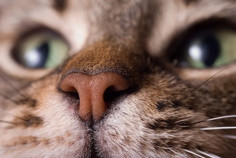 truffe sèche d'un chat vue de près