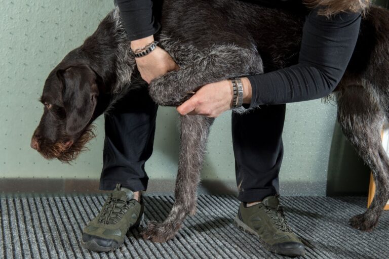 Une patte gonflée est un symptôme d'arthrite du chien qui ne trompe pas