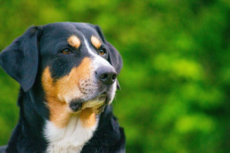 Profil d’un bouvier de l’Entlebuch en gros plan