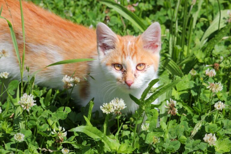 Le coryza est un symptôme de calicivirus chez le chat