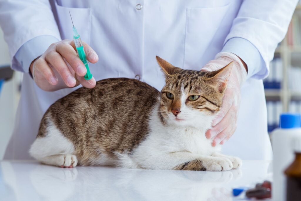 Le vétérinaire peut vacciner votre chat contre le calcivirus