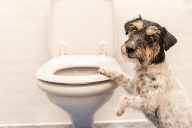 Pourquoi mon chien me suit aux toilettes ? Causes et solutions.