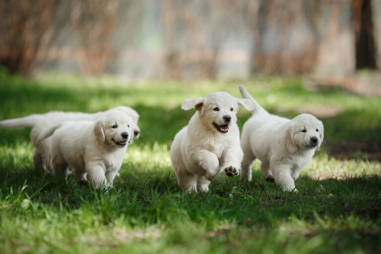 Comment jouer avec son chiot en plein air ?