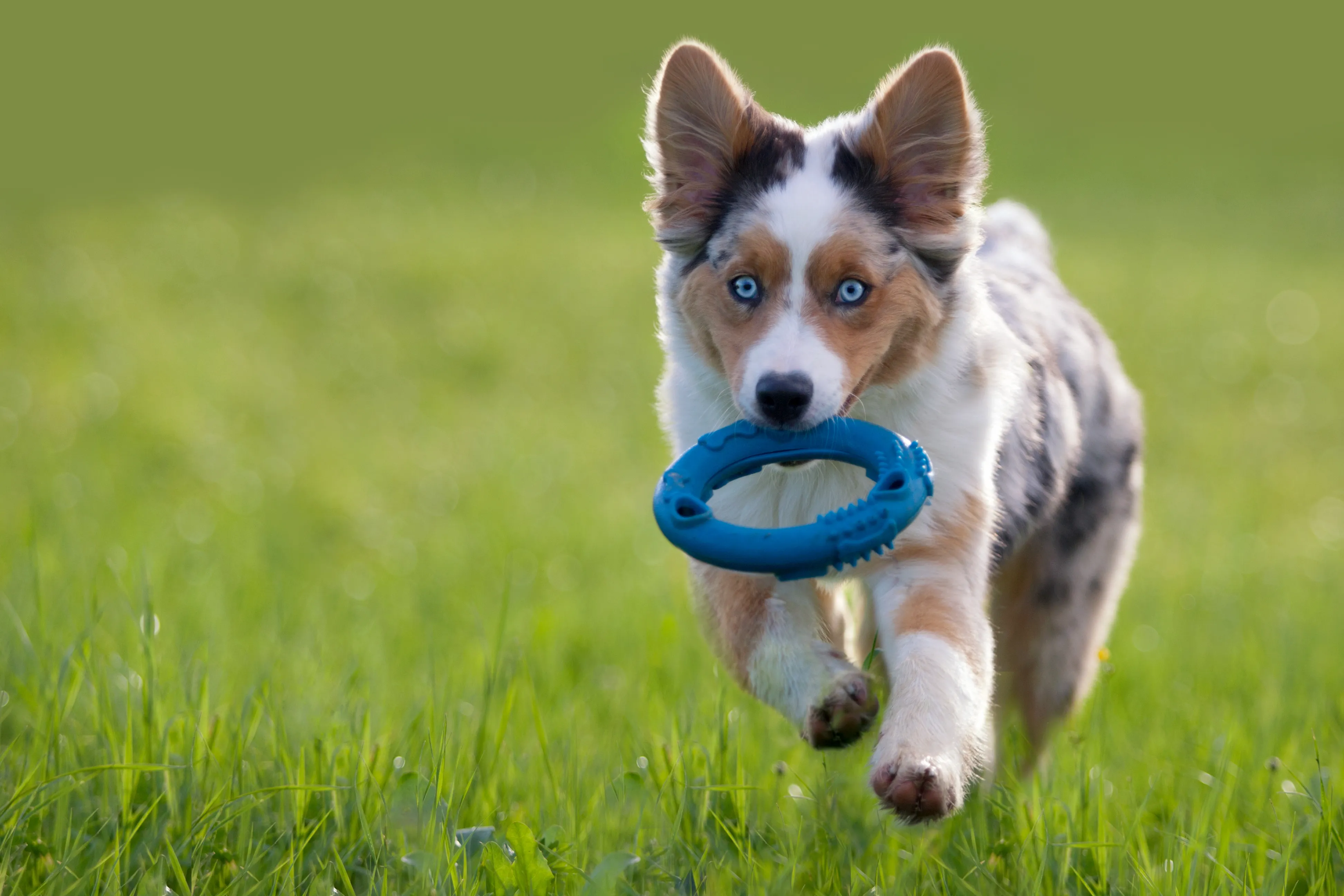 Comment bien jouer avec son chiot ? Commandez les bons accessoires !