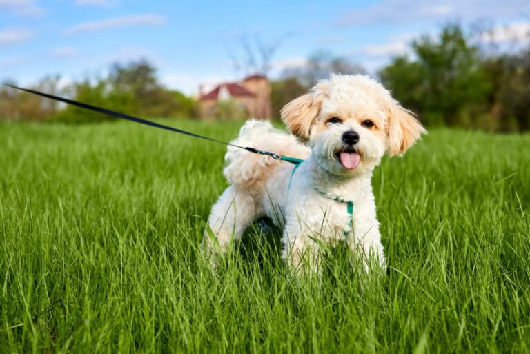 Le Maltipoo est un mini chien issu du bichon maltais et du caniche