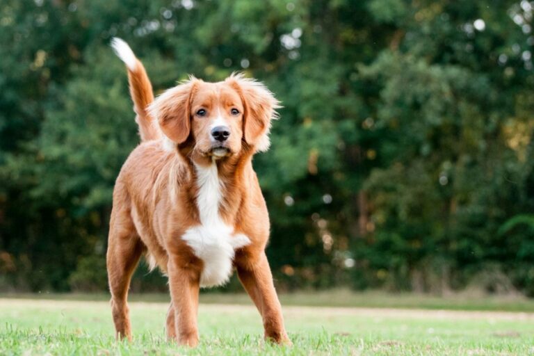 Le Retriever de la Nouvelle-Écosse est le plus vif de ses cousins retrievers