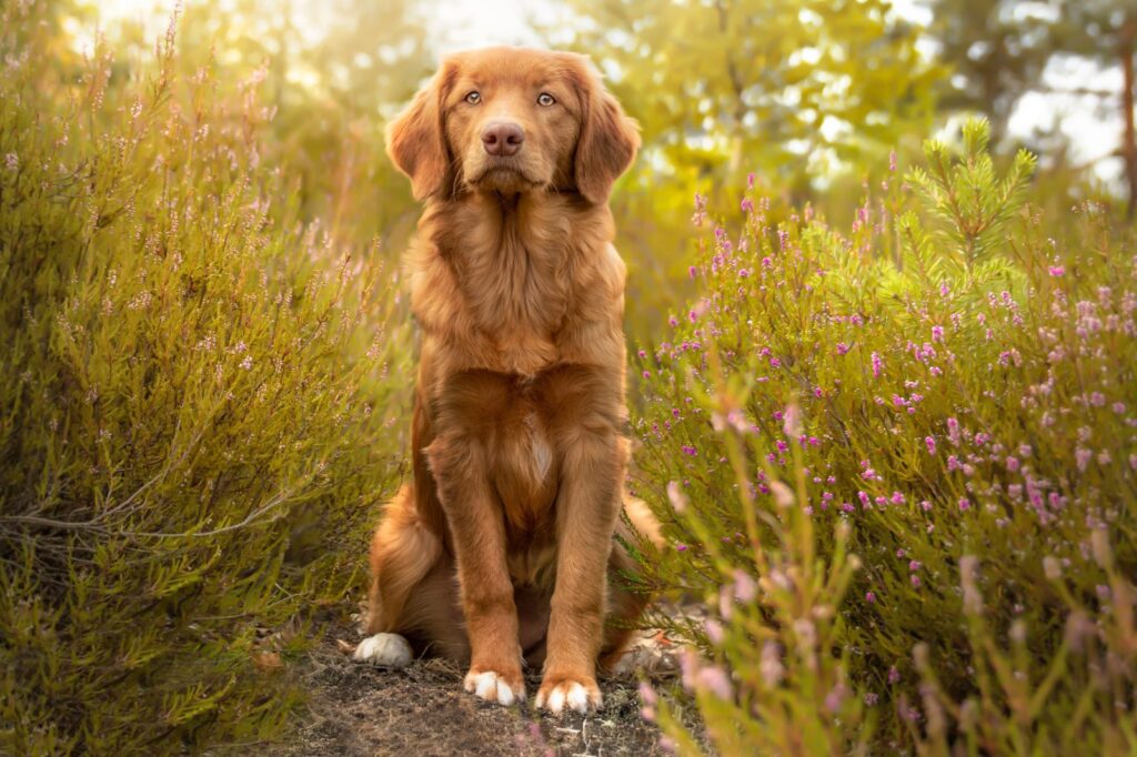 Le Retriever de la Nouvelle-Écosse a le poil roux, mais peut avoir un peu de noir et de blanc