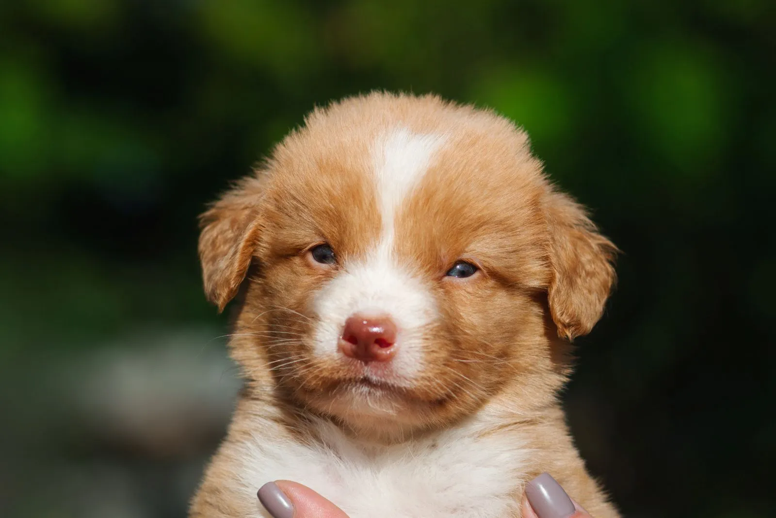 Il faut mettre le prix à l'achat d'un chiot Retriever de la Nouvelle-Écosse