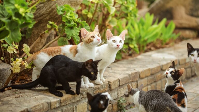 Robe des chats : une multitude de coloris existe