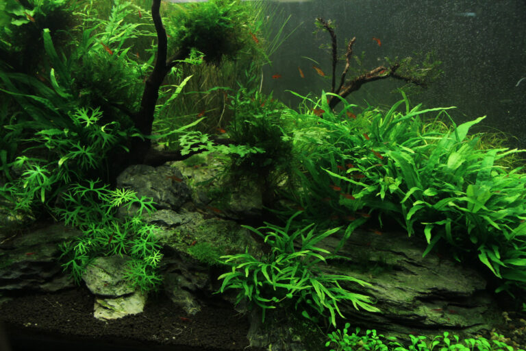 Une quantité d'algue raisonnable n'est pas un problème pour votre aquarium