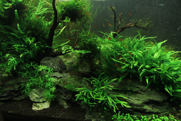 Équipement D'aquarium éléments Aquatiques Décorations Sous-marines