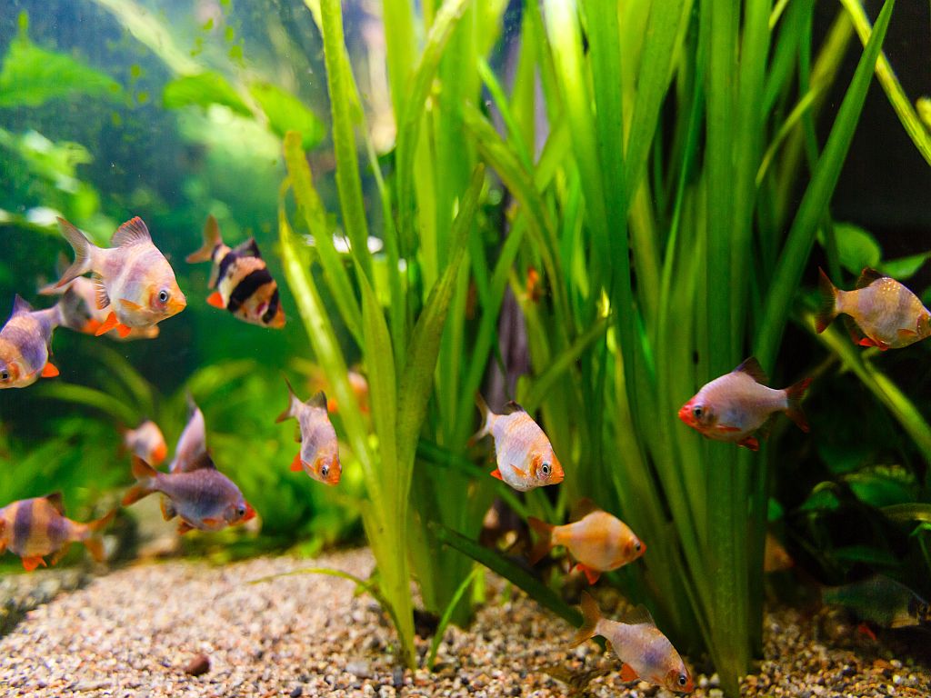 Aquarium dépourvu d'algue verte