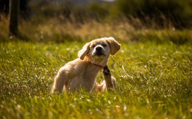 L'été, l'aoûtat peut engendrer des crises d'urticaire chez le chien