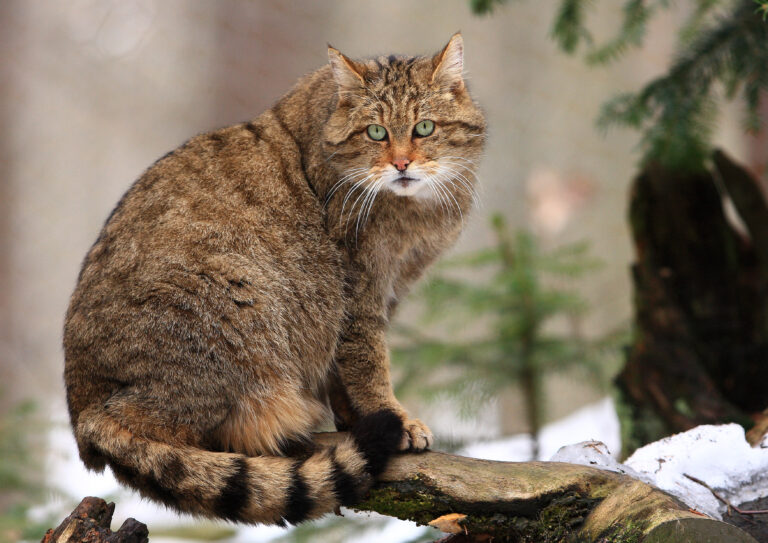 Comment différencier le chat sauvage européen de l'European Shorthair ?
