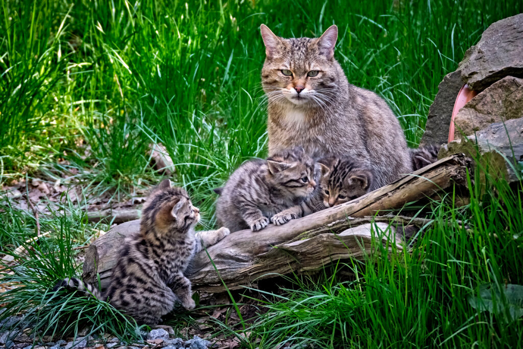Un chat sauvage d'Europe avec ses petits dans la nature