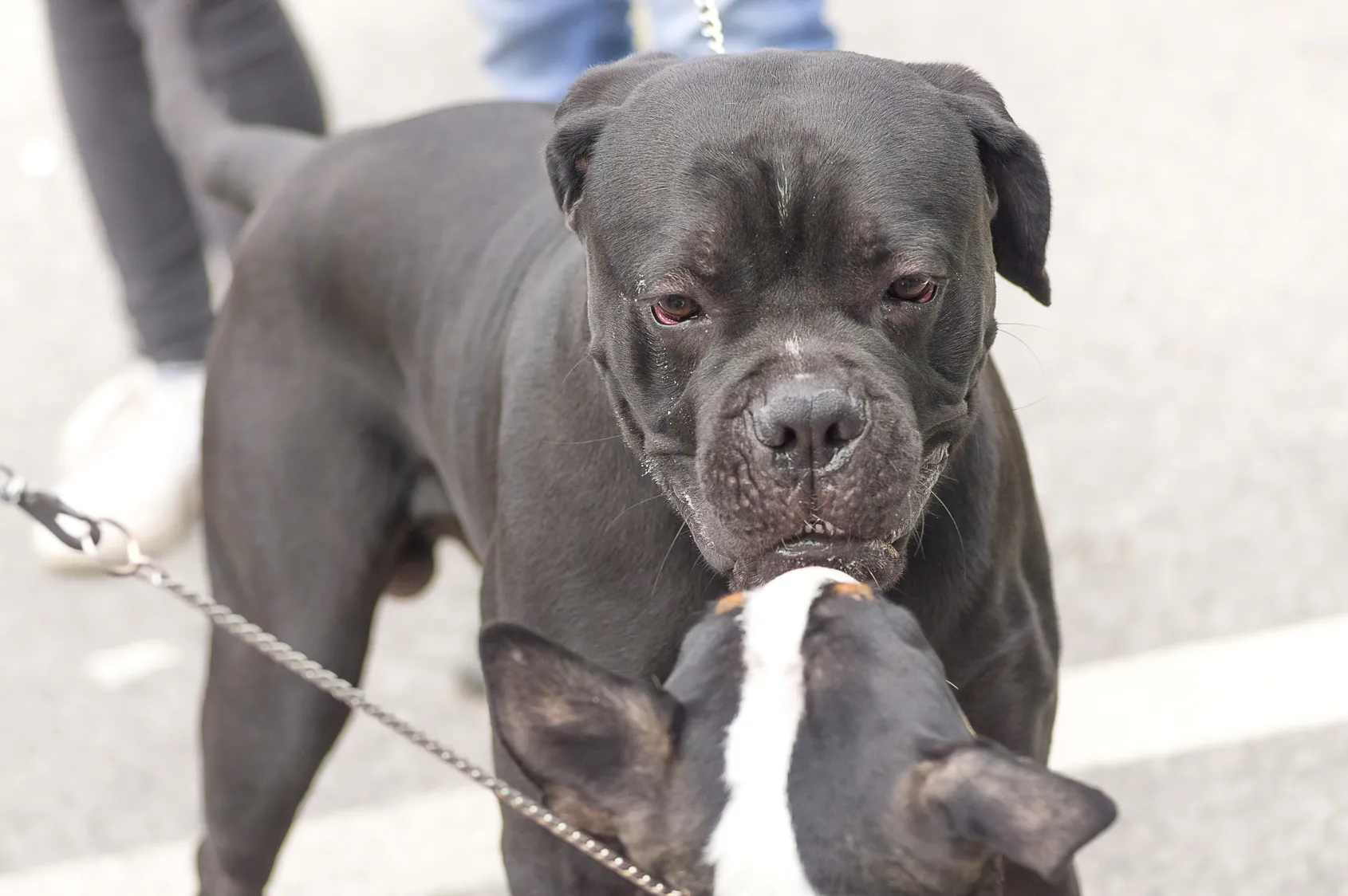 Ne vous frottez pas à un chien qui mord