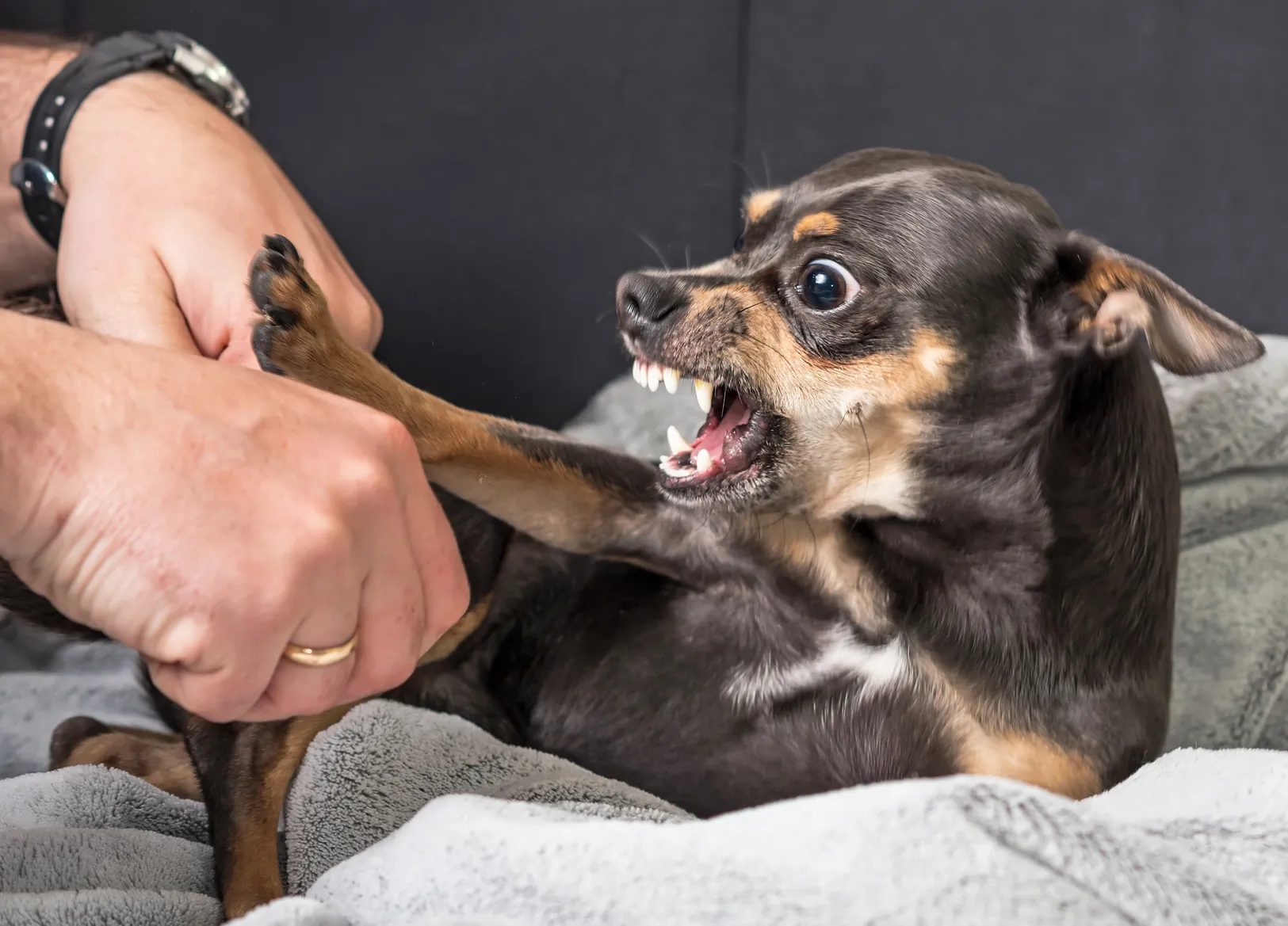 Un chien minuscule qui mord malgré sa petite taille