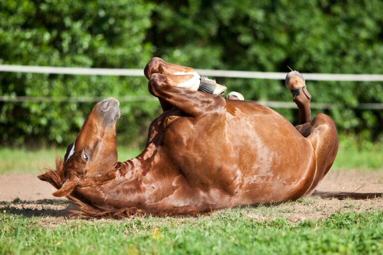 Signe de colique du cheval : votre monture se jette au sol et roule sur elle-même