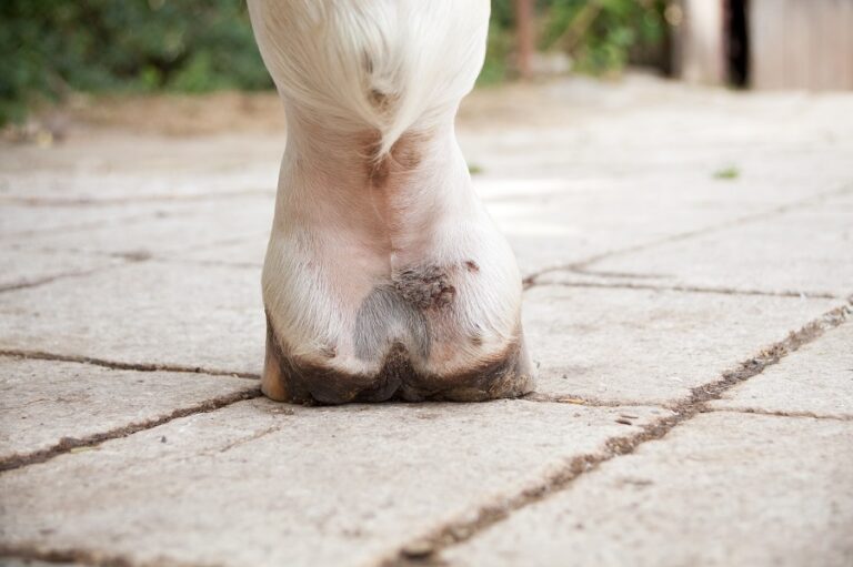 Un sabot de cheval atteint par la gale de boue