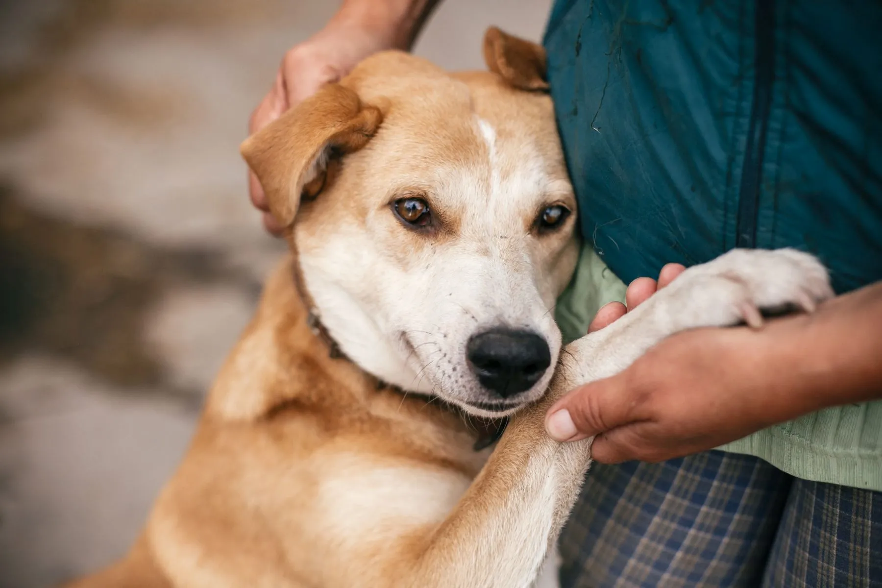 Un chien qui fait confiance en l'homme recherche protection auprès de son maître