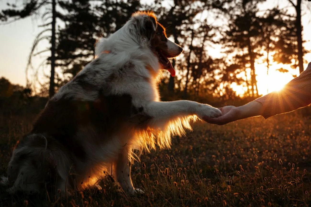 Un dresseur peut contribuer à créer un bon lien homme chien