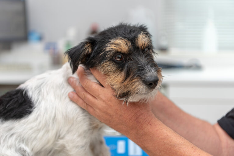 L'hypothyroïdie est un trouble endocrinien qui peut créer des goitres chez le chien
