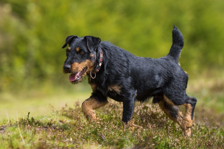 Le Jagdterrier est un chasseur qui peut traquer différents types de gibiers