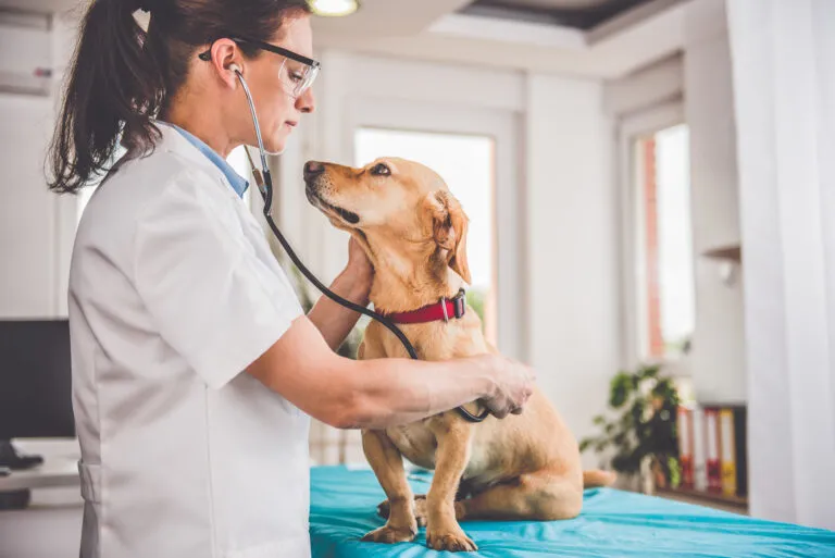 Un chien qui se fait ausculter pour la maladie d'Addison