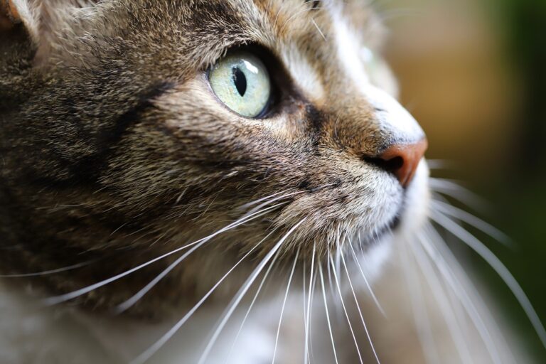 Moustache de chat vue de près