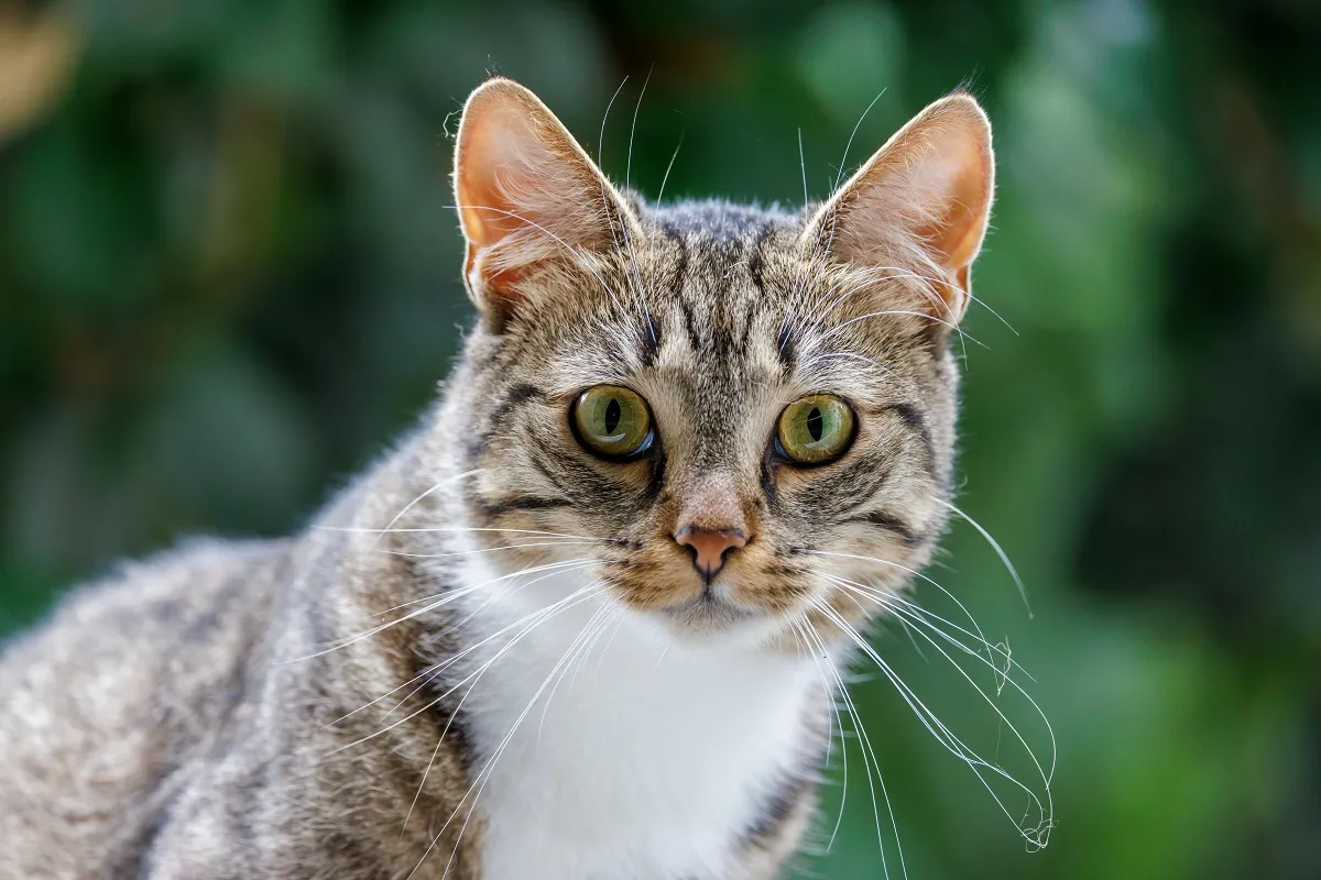 Moustache de chat sur les paupières et les babines