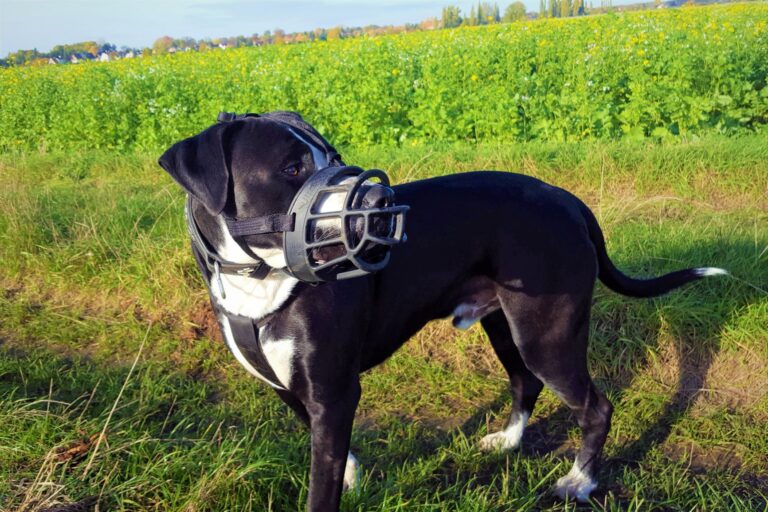 La muselière pour chien peut parfois être obligatoire