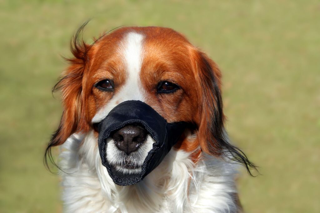 La muselière pour chien en nylon peut gêner la respiration de votre toutou