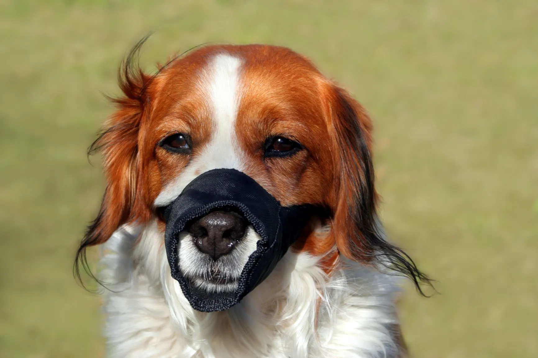 La muselière pour chien en nylon peut gêner la respiration de votre toutou