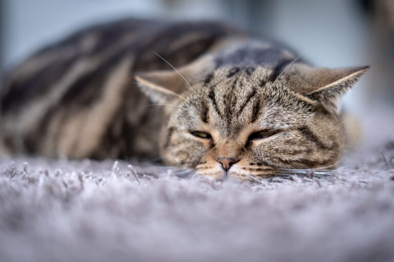 Le pyomètre du chat se manifeste par une faiblesse intense