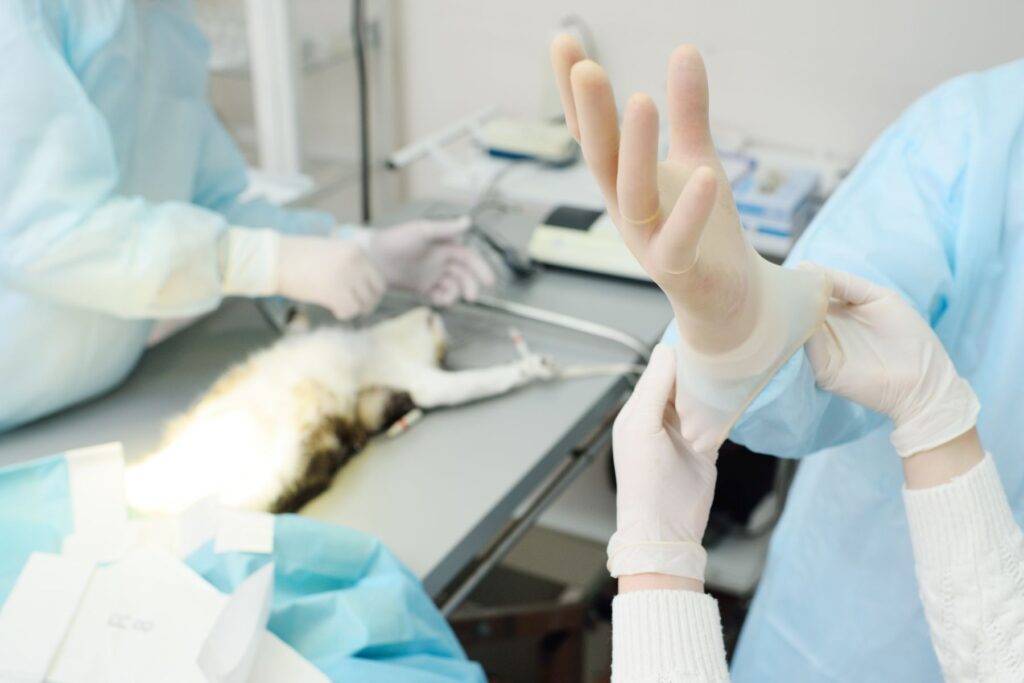 Le pyomètre du chat requiert souvent une intervention chirurgicale