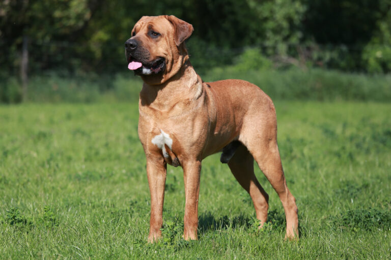 Le Tosa Inu est un chien d'attaque japonais