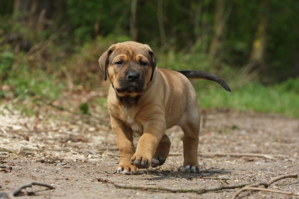 Ne nourrissez pas trop les chiots Tosa Inu